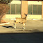 White Tailed Deer