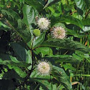 Buttonbush