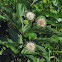 Buttonbush