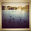 Canadian Geese