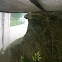 Chameleon