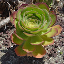 Unknown Aeonium