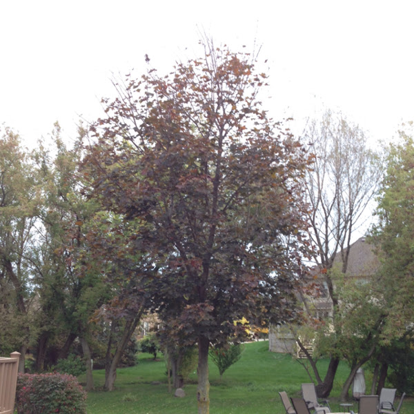 Crimson Red Maple Project Noah