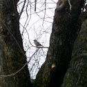 Evening Grosbeak