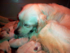 Hermosos Cachorros De Labrador   Retriever