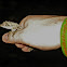 Pug-Nosed Anole
