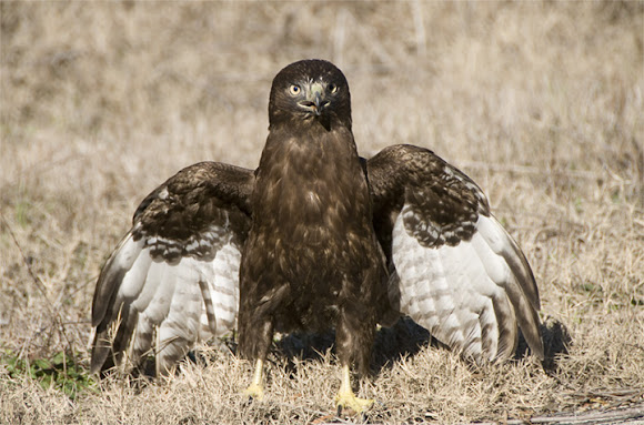 Spotting Image 1