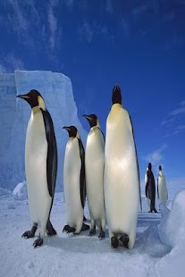 How to mod Antarctica Wallpapers HD 3.0.0 apk for bluestacks