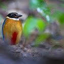 Blue-Wing Pitta