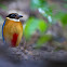 Blue-Wing Pitta