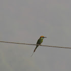 Green bee eater