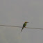 Green bee eater