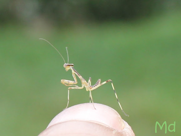 Spotting Image 1