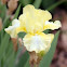 Bearded Iris 'Ming'
