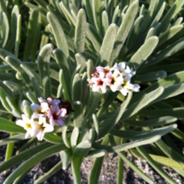 Iodine plant Project Noah