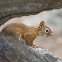 American Red Squirrel
