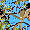 White-winged chough