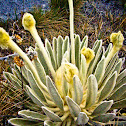 Frailejones
