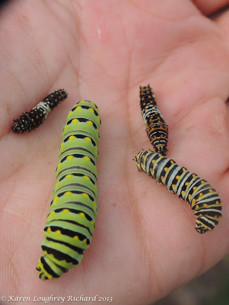 Black swallowtail caterpillars (instars 1-4) | Project Noah