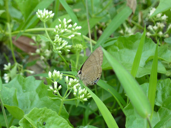 Spotting Image 1