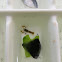 Lobster Larva