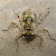 Dragonfly Larvae