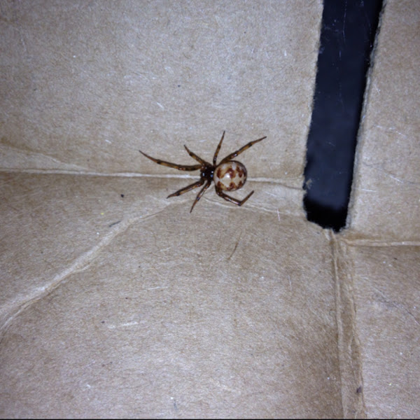 Triangulate cobweb spider Project Noah