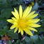 False Dandelion