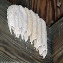 Pipe organ mud dauber