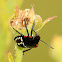 Shield bug nymph