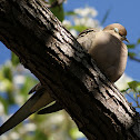 Mourning dove