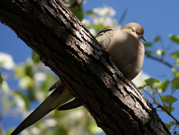 Spotting Image 1