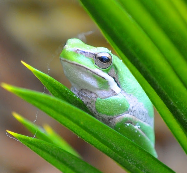 Eastern Dwarf Tree Frog Project Noah