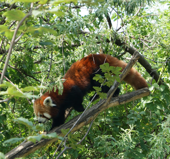 Spotting Image 1