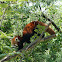 Red Panda
