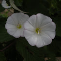 Field Bindweed