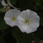 Field Bindweed