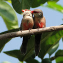Common Waxbill