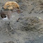 Spotted Sandpiper