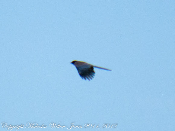 Spotting Image 1