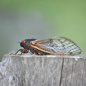 Periodical cicada