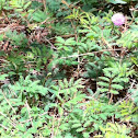 Mimosa, sensitive plant, touch-me-not, sleeping plant