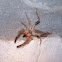 Wind Scorpion