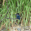 Amazon Kingfishers