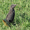 Common grackle (fledgling)