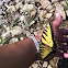 Eastern Tiger Swallowtail