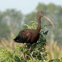 Glossy Ibis