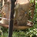 Green Anole (male)