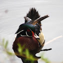 Wood Duck (male)