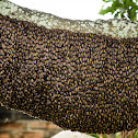 Indonesian Giant Honey Bee